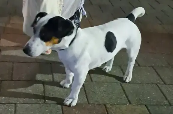 Собака найдена в Лазаревском, ул. Декабристов 69