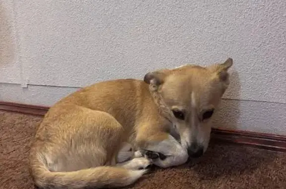 Сбит пёс найден: Химки, Комсомольская 41