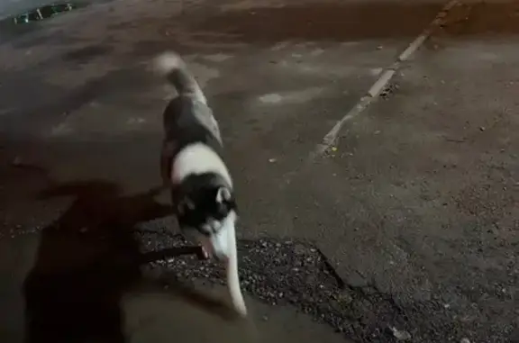 Найдена Хаска, ул. Солнечная 12, Челябинск