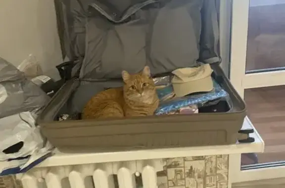 Пропала кошка, Тюмень, Тюменская область