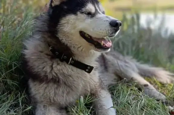 Собаки потеряшки, Воронеж, фото: Потеряшка собака на ул. Энгельса, 7, Воронеж