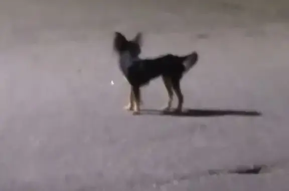 Найдена собака, Санкт-Петербург, фото: Собака у автостанции Ручьи, СПб