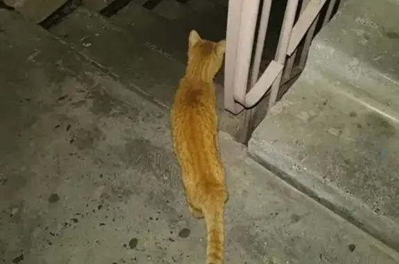 Найдена кошка, Ростов-на-Дону, фото: Кошка найдена на ул. Содружества, 84/1