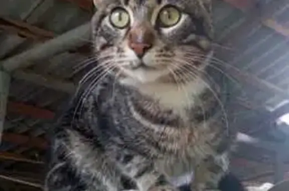 Пропала кошка, Виктора Янова, 18, Севастополь