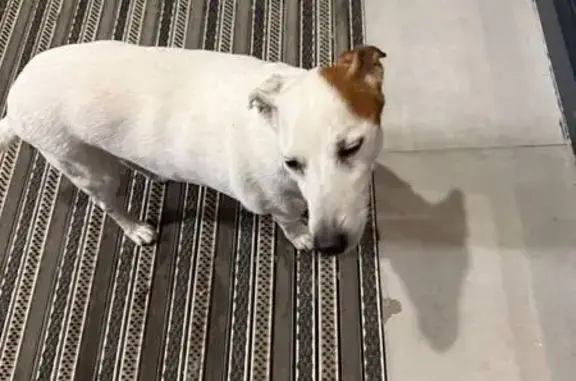 Найдена собака, Любучанский пер., 1 к2