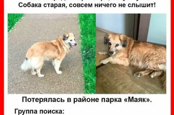 Пропала рыжая собака, Аэродромная ул.