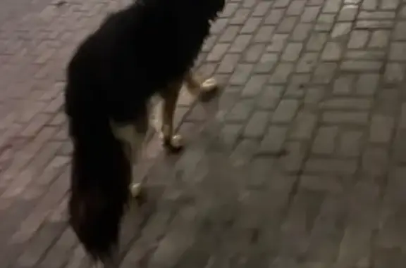 Найдена собака, , фото: Собака найдена на Университетской, Нефтеюганск