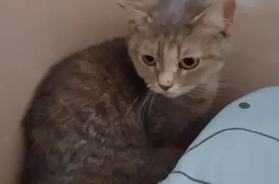 Найденные животные Нижний Тагил, фото: Найдена кошка, ул. Циолковского 5, Н. Тагил