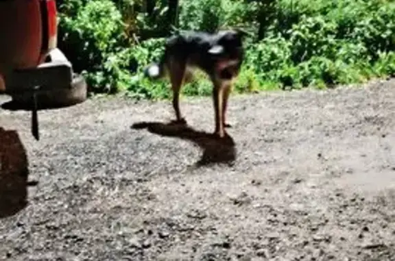 Собаки потеряшки, Голубое Жск, фото: Потеряшка собака, 46Н-11389, Голубое