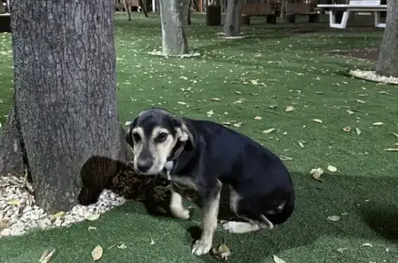 Собака найдена в парке Мэздах, Майкоп