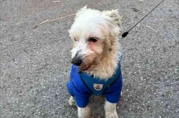 Собака найдена, Хлебозаводская, Новокузнецк