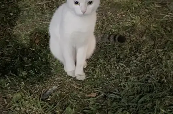 Найдена кошка, Ярославль, фото: Найдена кошка, Ярославль, Большая Октябрьская