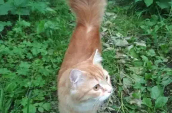 Пропала кошка, Лунная ул., 2, Бердск