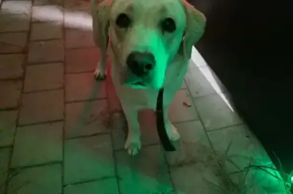 Найдена собака, Геленджик, фото: Лабрадор найден в Геленджике, Санаторная 1