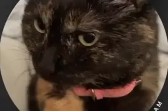 Пропала кошка, ул. Ногмова, Нальчик