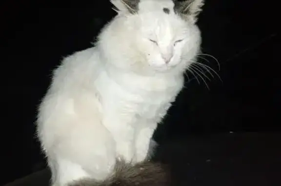 Найдена кошка, Тамбов, фото: Кошка найдена: Мичуринская, 181 к2, Тамбов