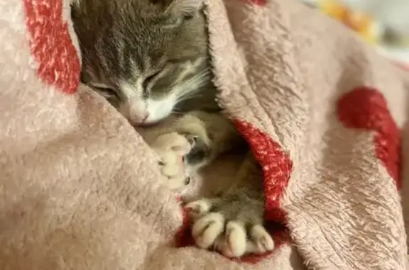 Найденные животные Нягань, фото: Котенок найден на Пионерской, Нягань