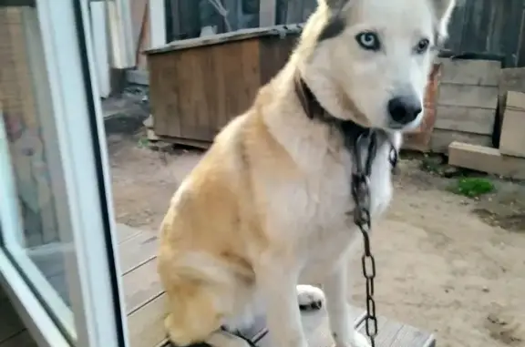 Собаки потеряшки, Красноярск, фото: Потеряшка собака, ул. Цукановой, 2А/1