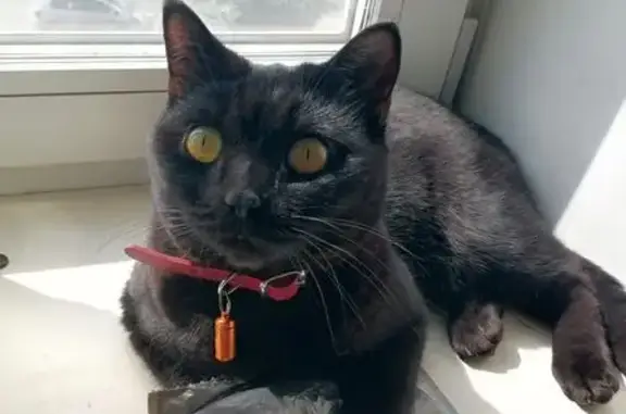 Кошки потеряшки, Улан-Удэ, фото: Потеряшка чёрная кошка, б-р Карла Маркса, 25А