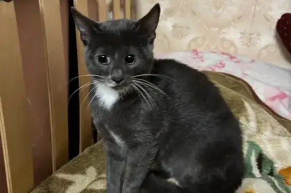Найдена кошка, Нижний Новгород, фото: Кошка найдена: Кораблестроителей, 22