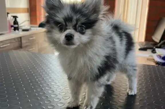 Собаки потеряшки, Тульская область, фото: Потеряшка собака в Воскресенском, Тула