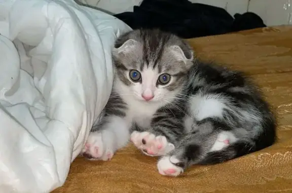 Пропала кошка, Уфа, пр. Октября, 64/1