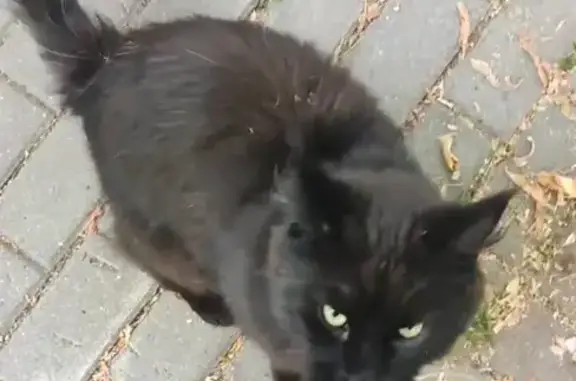 Черный кот с ошейником, 2-я Покровская