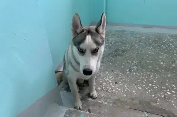 Найдена собака, Нефтеюганск, фото: Найдена хаски в подъезде, 6, Нефтеюганск