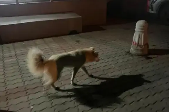 Найдена собака в Красноярске