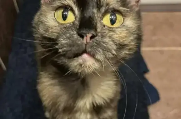 Кошка найдена: ул. Амирхана, 27, Казань