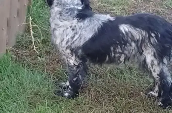Найдена собака, Стародраченино, фото: Собака найдена: Центр. ул., Стародраченино