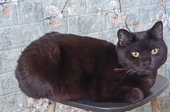 Кошки потеряшки, Улан-Удэ, фото: Потеряшка кошка, ул. Бабушкина 23, УУ