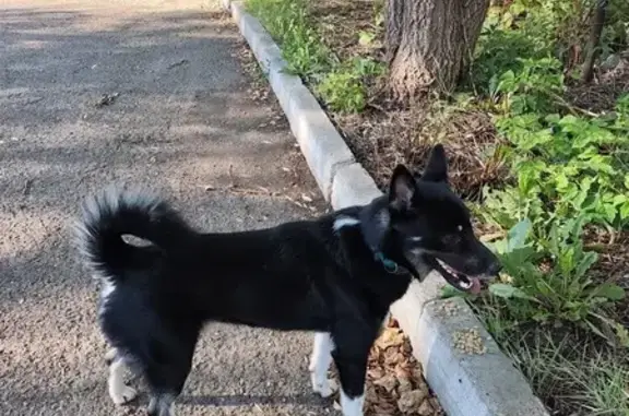 Собака найдена: Бакалинская 90А, Уфа