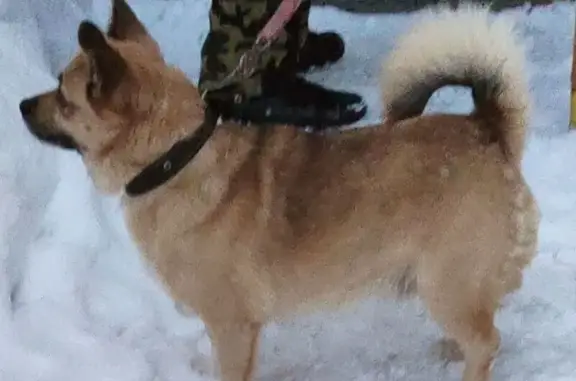 Собаки потеряшки, Мурманск, фото: Потеряшка собака, ул. Александрова, Мурманск