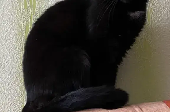 Пропала кошка в Фокино, район Боровки