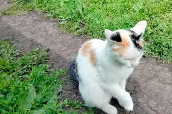 Кошки потеряшки, Береговая, фото: Потеряшка кошка, ул. Мира 2А, Береговая