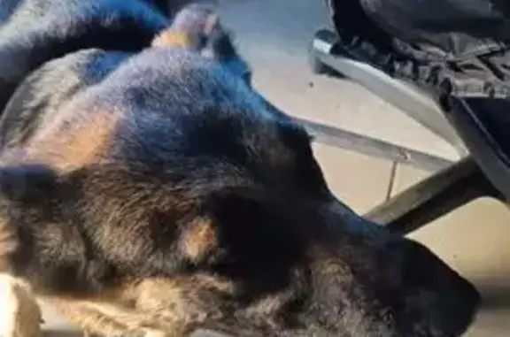 Найдена собака, Новочебоксарск, фото: Овчарка найдена: Восточная ул., Новочебоксарск