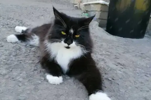 Кошки потеряшки, Ачинск, фото: Потеряшка кошка Мия, Ачинск, ул. Металлургов, 66