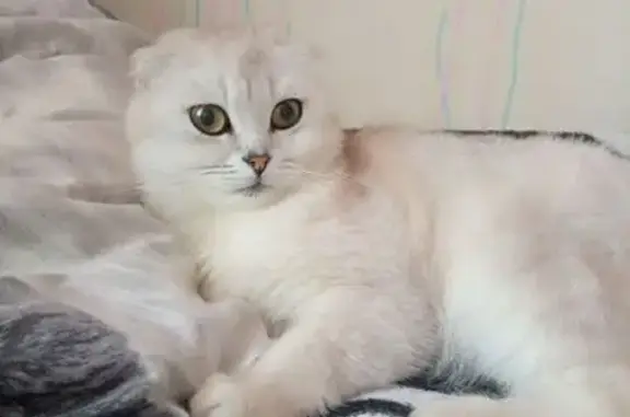 Пропала кошка, Первомайская 113, Жлобин