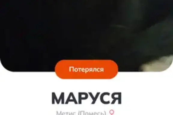 Пропала кошка, 2-я Новорублёвская ул., 4