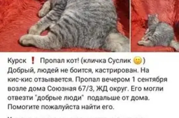 Кошки потеряшки, Курск, фото: Потеряшка кошка, Союзная 67/3, Курск