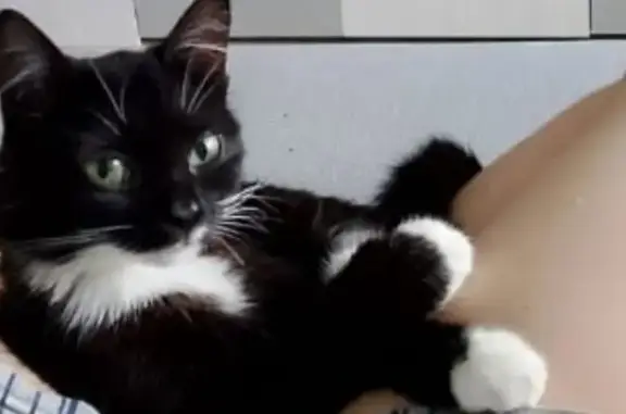 Кошки потеряшки, Кемерово, фото: Потеряшка кошка, Ленинградский пр. 13Б, Кемерово