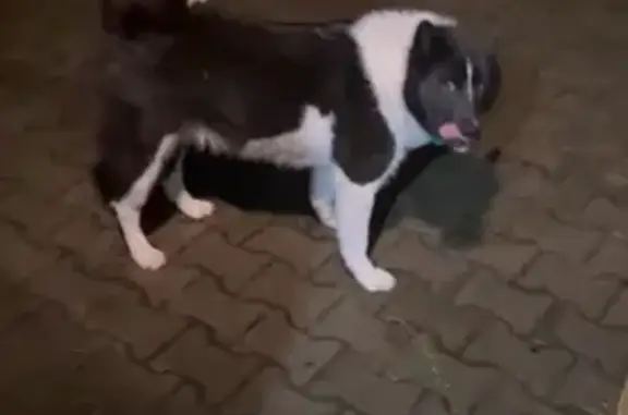 Пропала собака, Республика Коми