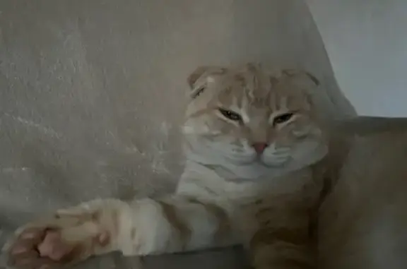 Пропала кошка, 1-й Славянский пр., 7, Пенза