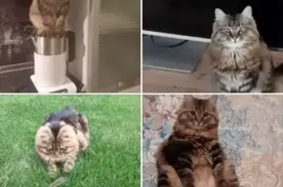 Пропала кошка, ул. №10, Подстёпки