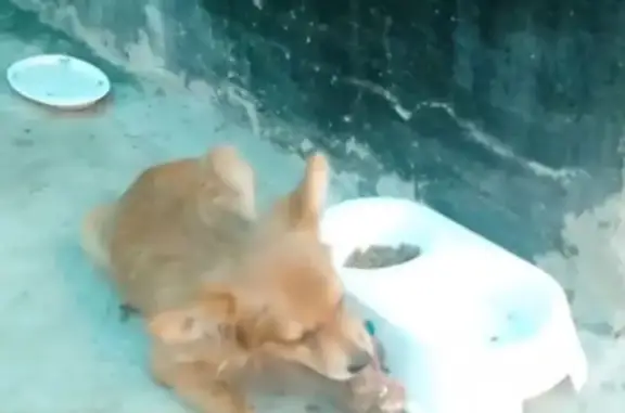 Пропала собака в Ставропольском крае