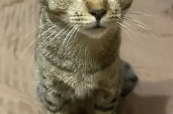 Найдена кошка, Козьмодемьянск, фото: Кошка найдена, 25, Козьмодемьянск
