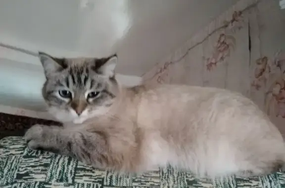 Пропала тайская кошка, ул. Данилово, 55
