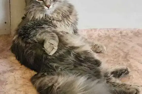 Пропала кошка, Лесная ул., Чипышево