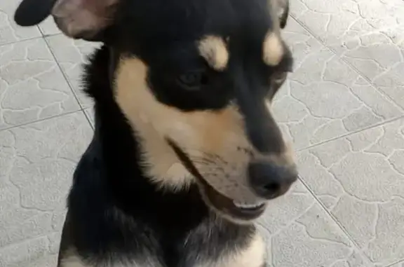 Пропала собака, ул. Братьев Кашириных, 2